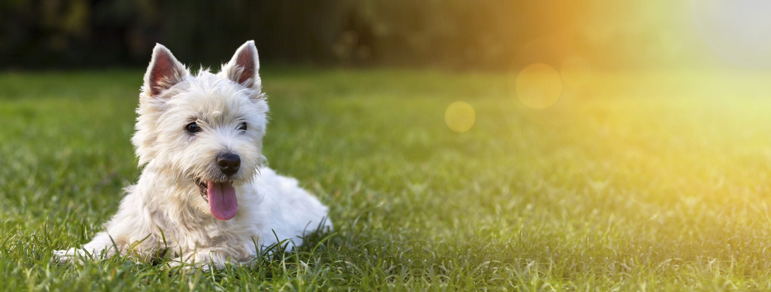 Clarity over plans to allow pets in rental properties