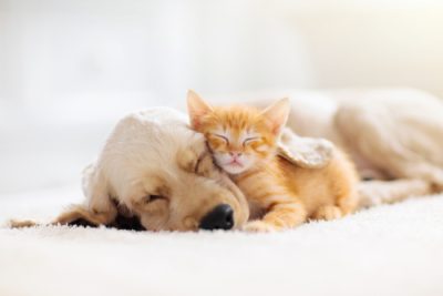 Pet Friendly Lets Central Housing Group