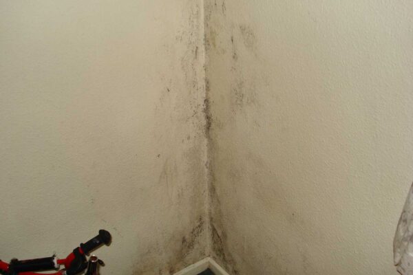 Damp And Mould In Rental Properties
