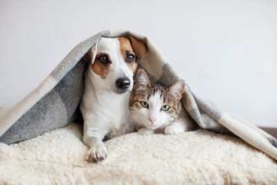 Pets In Properties - Central Housing Group